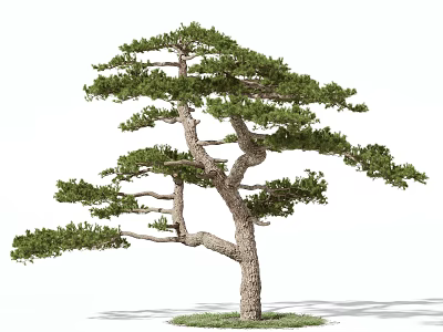Tall Pine Tree With Curved Trunk Lush Green Foliage And Grass Base 3d model
