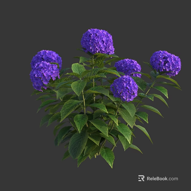 Blooming Purple Hydrangea Plant With Lush Green Leaves And Vibrant Flowers 3d model 