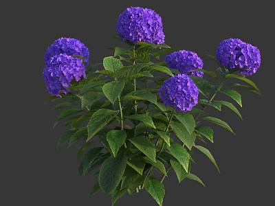 Blooming Purple Hydrangea Plant With Lush Green Leaves And Vibrant Flowers 3d model