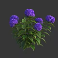 Blooming Purple Hydrangea Plant With Lush Green Leaves And Vibrant Flowers