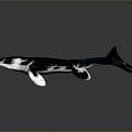 Whale 3D Model with Blue and White Coloration Fins and Tail on Dark Background