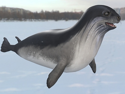 Antarctic Ross Seal Wildlife model