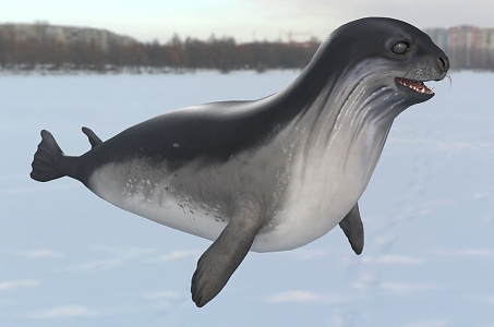 Antarctic Ross Seal Wildlife 3d model