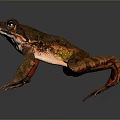 Brown And Orange Reptile With Large Eyes And Outstretched Limbs On Gray Background