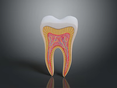 Human Tooth Anatomy Cross Section Showing Enamel Dentin and Pulp Structure 3d model
