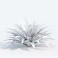 Green Succulent Plant With Broad Leaves In Radial Arrangement And Plump Appearance On White Background