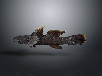 Freshwater Fish Scales Fish Fins Aquatic Animal Specimen Marine Life Fish Freshwater Fish Fish Animal Game Animal Cartoon Animal 3d model