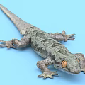 Detailed View Of Gray And Green Patterned Gecko With Orange Eyes On Light Blue Background