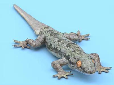 Detailed View Of Gray And Green Patterned Gecko With Orange Eyes On Light Blue Background 3d model