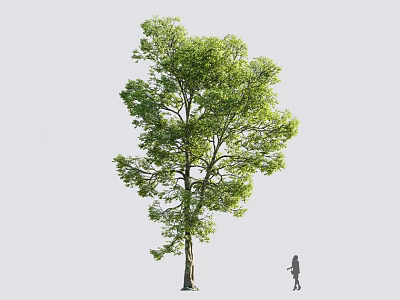 Tall Arbor With Lush Green Leaves Isolated On White Background Near Standing Small Person 3d model