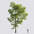 Tall Arbor With Lush Green Leaves Isolated On White Background Near Standing Small Person