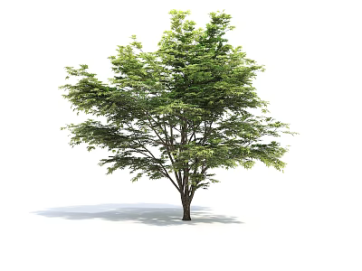 Lush Green Arbor with Dense Foliage and Strong Trunk in Natural Setting 3d model