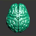 Advanced Medical Device 3D Brain Anatomical Model for Neuroscience Research and Training
