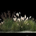 Ornamental Grasses With Feathery White Plumes And Lush Green Foliage Collection