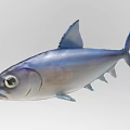 Realistic 3D Model of Blue Silver Fish With Detailed Fins and Eyes