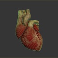 Heart Heart Human Heart Heart Anatomical Organs Human Organs Human Body 3d model