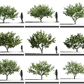 Different Tree Varieties with People Standing Beside as Size Reference 3d model
