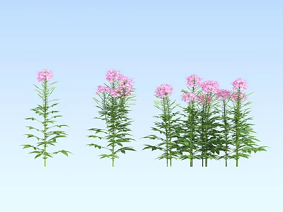 Beautiful Pink Flowers With Green Stems And Leaves Against Light Blue Sky 3d model