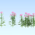 Beautiful Pink Flowers With Green Stems And Leaves Against Light Blue Sky
