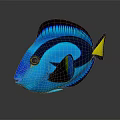 Vibrant Blue Tropical Fish Featuring Yellow Tail Black Stripes And Shiny Scales