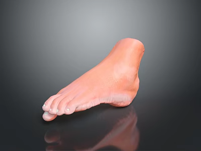 Medical Device Anatomical Foot Model Designed For Medical Training And Education 3d model