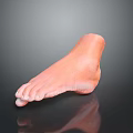 Medical Device Anatomical Foot Model Designed For Medical Training And Education
