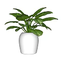 Green Leafy Bonsai Potted Plant in White Ceramic Pot for Home Decor