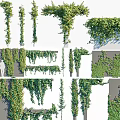 Climbing And Hanging Green Vines For Wall Decoration And Garden Design