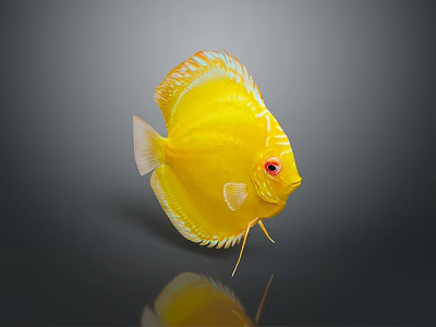Yellow Discus Fish With Red Eyes And White Edges On Gray Background Showing Clear Reflection 3d model