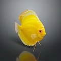 Yellow Discus Fish With Red Eyes And White Edges On Gray Background Showing Clear Reflection