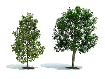 Two Trees with Green Foliage and Strong Trunks Displayed on White Background 3d model