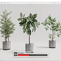 Various Bonsai Potted Plants with Different Green Leaves in Gray Concrete Pots