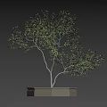 Lush Green Arbor with Multiple Branches in Square Planter on Black Background