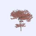 Vibrant Red Foliage Deciduous Tree With Silhouetted Person Standing Nearby