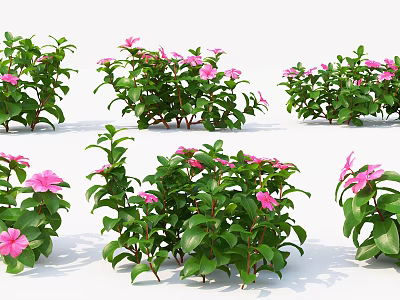 Vibrant Pink Flowers With Green Leaves In Bushy Garden Plants Arrangement 3d model