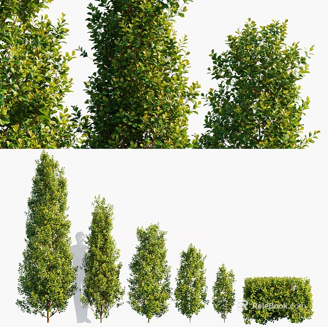 Green Garden Shrubs In Various Heights With Lush Foliage And Trimmed Shapes 3d model 