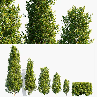 Modern Shrub Conic Peach Tree 3d model