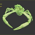 Unique Crab Shaped Golden Jewelry Piece With Detailed Claws And Elegant Design