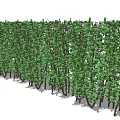 Lush Green Shrub Hedge With Dense Foliage For Garden Landscaping
