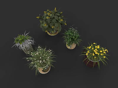 Vibrant Arbor Plants In Decorative Pots With Lush Green Leaves And Yellow Blossoms 3d model