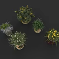 Vibrant Arbor Plants In Decorative Pots With Lush Green Leaves And Yellow Blossoms
