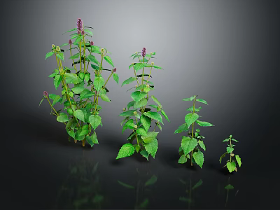 Plants of Different Sizes With Green Leaves and Purple Small Flowers on Dark Background 3d model