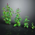 Plants of Different Sizes With Green Leaves and Purple Small Flowers on Dark Background