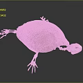 Turtle Cartoon Turtle Snapping Turtle Chickbill Turtle Reptile Cold Blooded Animal Reptile Class 3d model