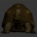 Turtle Cartoon Turtle Snapping Turtle Chickbill Turtle Reptile Cold Blooded Animal Reptile Class 3d model