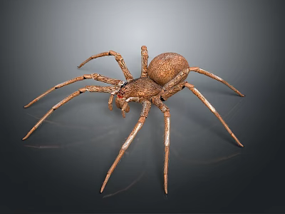 Brown Spider With Long Legs On Dark Reflective Background Close Up View 3d model