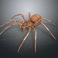 Brown Spider With Long Legs On Dark Reflective Background Close Up View 3d model
