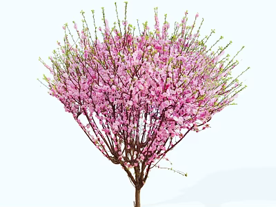 Stunning Flowering Arbor with Lush Pink Blossoms and Fresh Green Branches 3d model