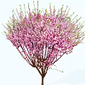 Stunning Flowering Arbor with Lush Pink Blossoms and Fresh Green Branches