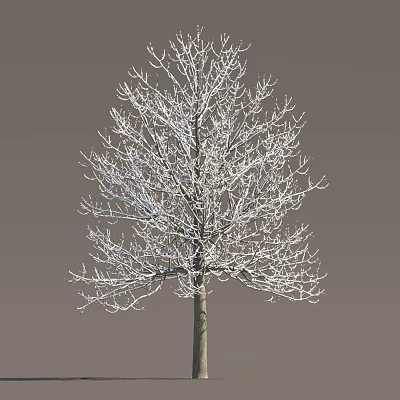 Leafless Tree With Snow Covered Branches Against Gray Background 3d model